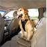 Harnais de sécurité pour chien voiture et marche Tru-Fit Smart KURGO taille XL
