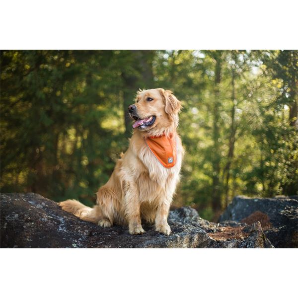 Bandana réfléchissant sécuritaire pour chien taille S-M KURGO