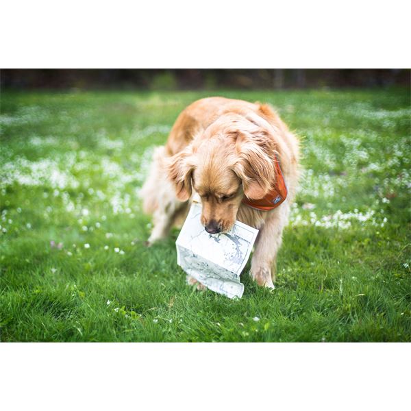 Bandana réfléchissant sécuritaire pour chien taille S-M KURGO
