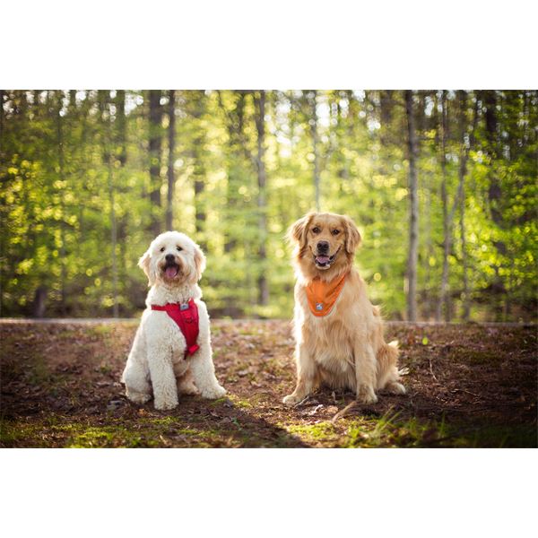 Bandana réfléchissant sécuritaire pour chien taille S-M KURGO