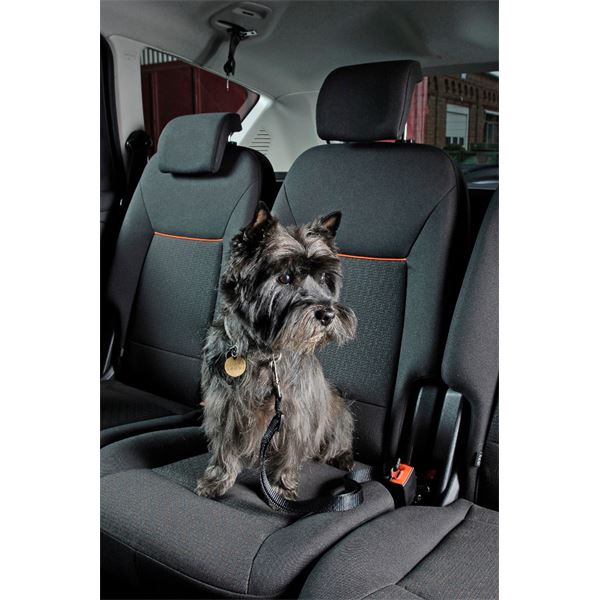 Attache ceinture pour animaux