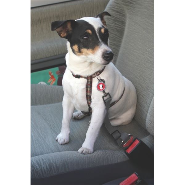 Ceinture de sécurité pour chien Zigoniric