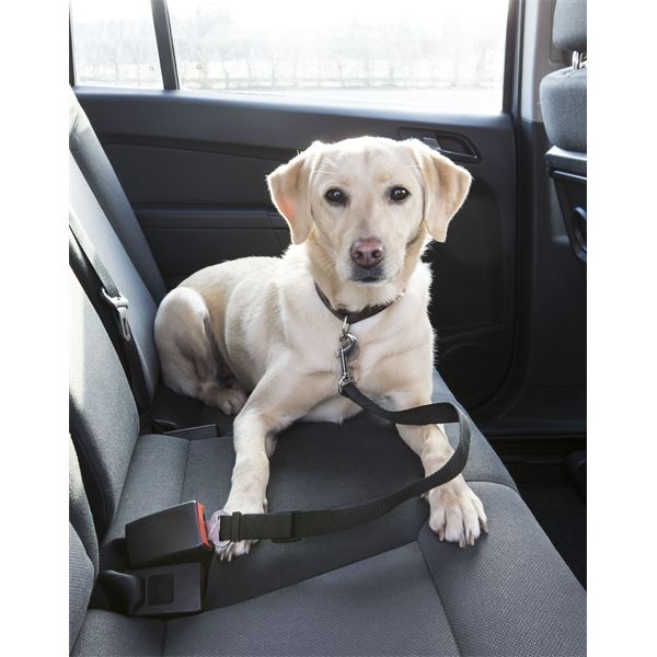 Ceinture de sécurité pour chien Customagic