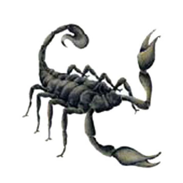 Sticker carrosserie car tattoo scorpion